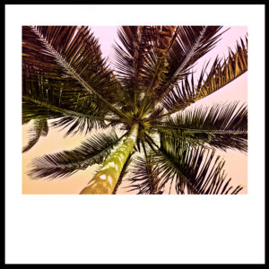 Palmtree_funky